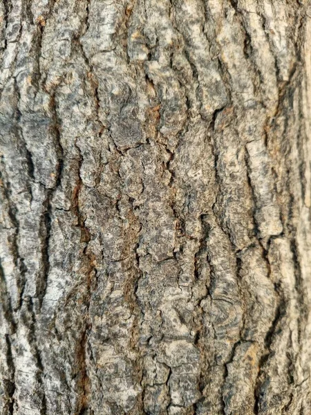Zavřít Stromovou Kůru — Stock fotografie