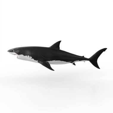 Bir köpekbalığının 3D görüntüsü