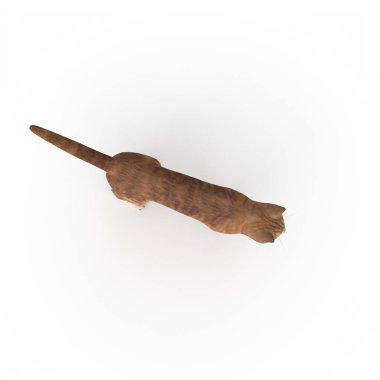 a closeup shot of a brown and white dog isolated on a light background