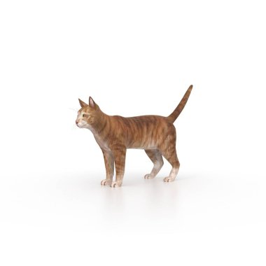 Beyaz arka planda izole şirin kedi