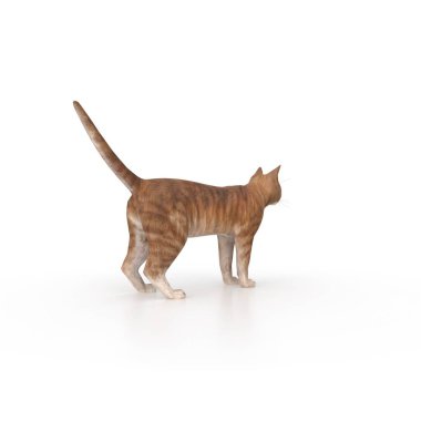 kedi beyaz arkaplanda izole edildi