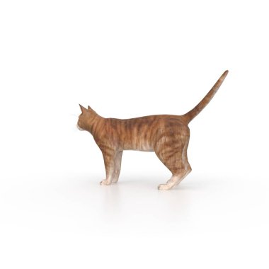 kedi beyaz arkaplanda izole edildi