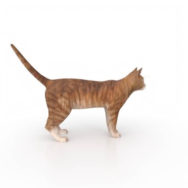 kedi beyaz arkaplanda izole edildi