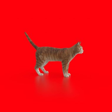 Renkli arka planda kırmızı kedi.