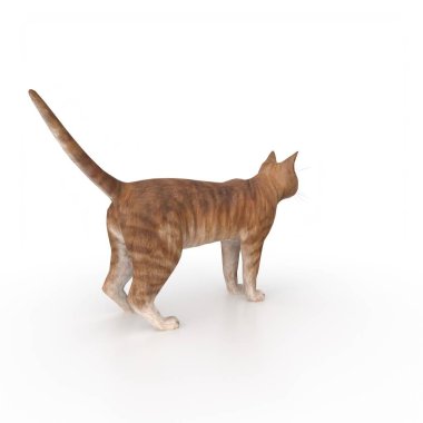 beyaz arkaplandaki kedi