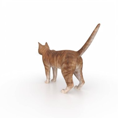 beyaz arkaplandaki kedi