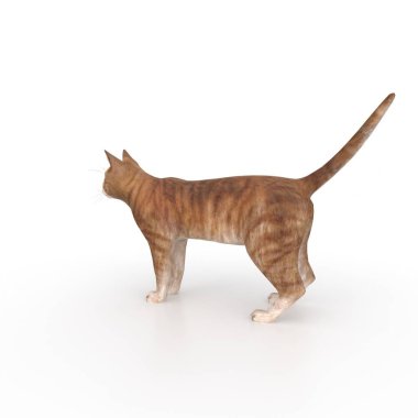 kedi beyaz arkaplanda izole edildi