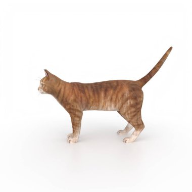 kedi beyaz arkaplanda izole edildi