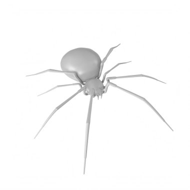 spider isolated on background