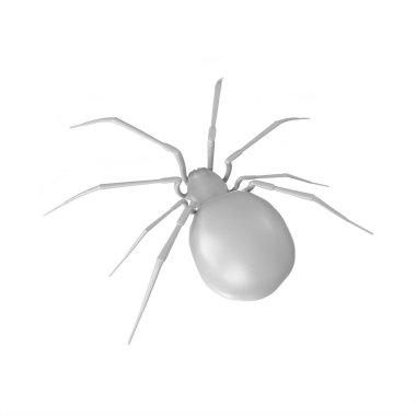 spider isolated on background