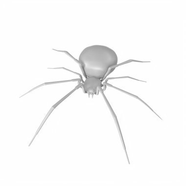 spider isolated on background