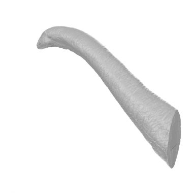 Apatosaurus animal isolated on background