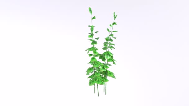 Weergave Van Groene Bladeren Geïsoleerd Witte Achtergrond — Stockvideo
