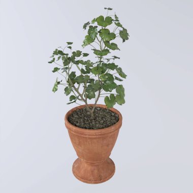 Beyaz arka plan üzerinde izole saksı