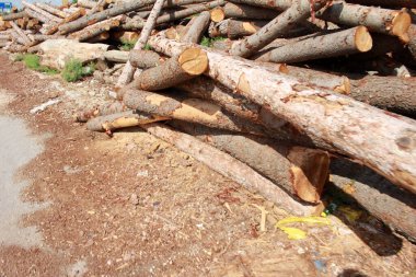 Ağaç ve ağaç gövdeleri