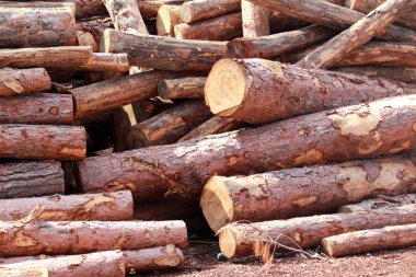 Ağaç kütükleri yığını, kapatın.