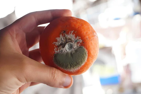Bulanık Arkaplanda Küflü Portakal Tutan Bir El 'in Yakın Çekimi
