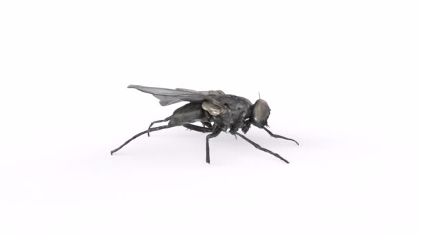 Fly Bug Isolado Girando Loop Sobre Fundo Branco Imagens Fullhd — Vídeo de Stock