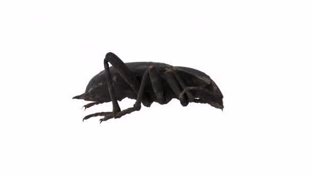Black Bug Diisolasi Berputar Dalam Lingkaran Pada Latar Belakang Putih — Stok Video