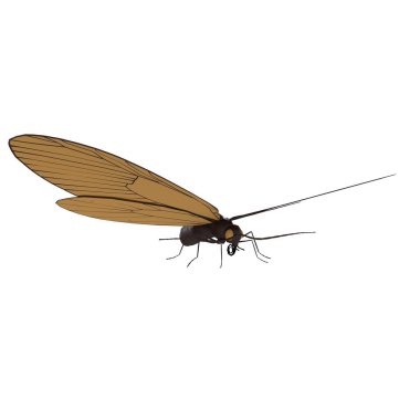 A brown and black insect with a long antennae and a black head clipart