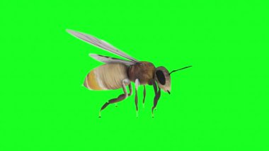 yeşil arı beyaz üzerine izole edilmiş