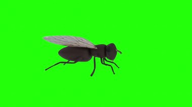Yeşil arkaplanda yeşil bir sineğin 3 boyutlu görüntüsü.