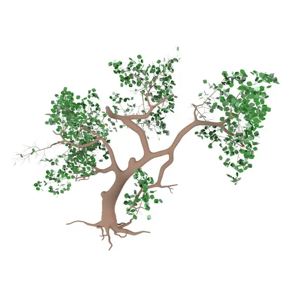 Beyaz arkaplanda ağaç ile illüstrasyon