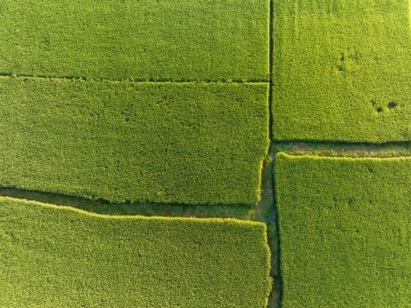 Вид Воздуха Рисовое Поле Таиланде — стоковое фото