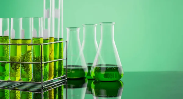 Labor Der Biokraftstoffindustrie Forscht Nach Alternativen Fossilen Algenbrennstoffen Oder Algen — Stockfoto