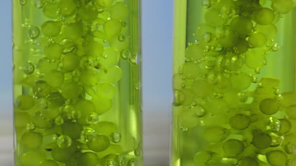 Scientists Researching Algae Energy Reliable Biofuel Source — Stok Video