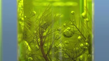 Scientists are researching algae energy for reliable biofuel source.