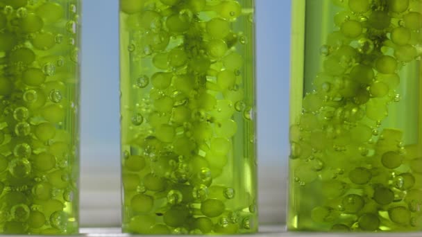 Scientists Researching Algae Energy Reliable Biofuel Source Stok Video