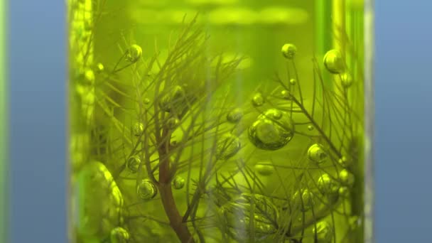 Scientists Researching Algae Energy Reliable Biofuel Source — Wideo stockowe