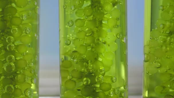 Scientists Researching Algae Energy Reliable Biofuel Source — Stock Video