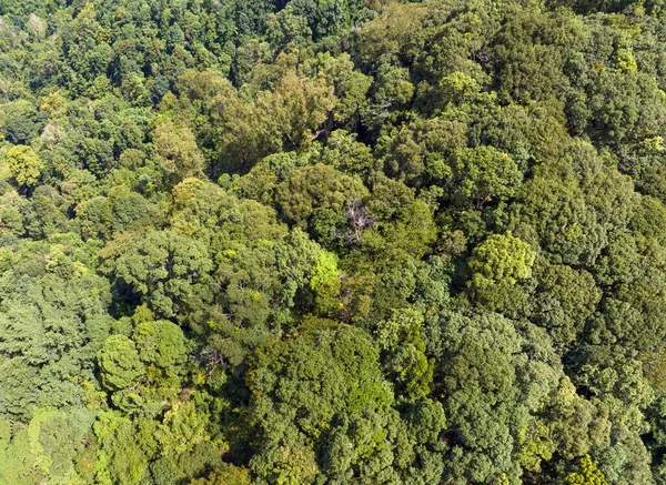 Тропические Леса Могут Поглощать Большое Количество Углекислого Газа Атмосферы — стоковое фото