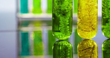 Algae fuel biofuel industry lab researching for alternative to fossil algae fuel or algal biofuel.