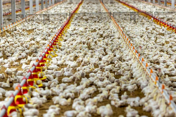 Chicken Automatic Feeding Close Farm Temperature Light Control Thailand — Fotografia de Stock