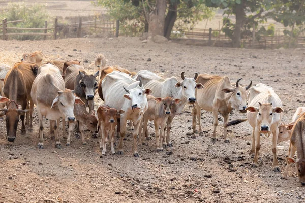 Hjord Asiatiska Kor Ranch Animalieproduktion Bidrar Till Utsläpp Växthusgaser Ghg — Stockfoto