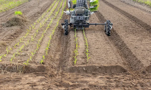 地面に苗を挿入甘いトウモロコシ移植機 温室から農地への甘いトウモロコシの植え付けプロセス — ストック写真