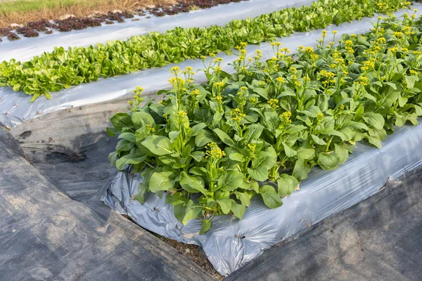 Zemědělci Používají Plastové Fólie Pro Regulaci Plevele Zeleninové Zahradě — Stock fotografie