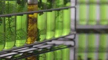 Scientists are researching algae energy for reliable biofuel source.