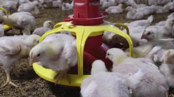 Chicken Automatic Feeding Close Farm Temperature Light Control Thailand — Stockvideo