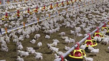Chicken automatic feeding in close farm, temperature and light control , Thailand.