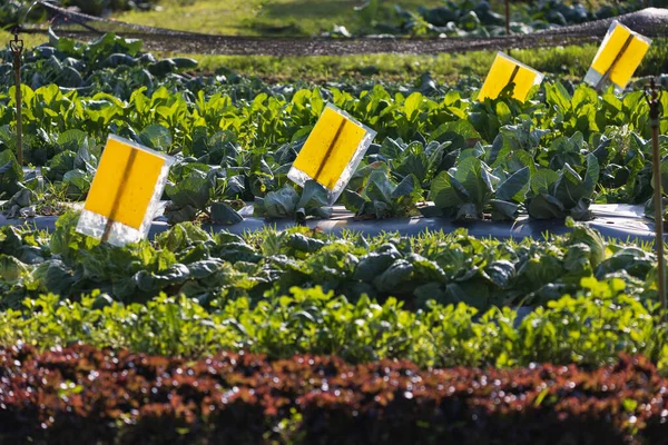 Landwirt Setzt Gemüsegarten Gelbe Klebebildchen Insektenfallen Ein Biologische Anbaumethode — Stockfoto