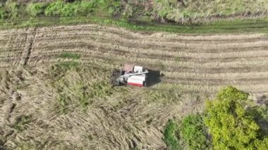 Hasatçılar pirinç tarlasında, hava manzarasında, Tayland 'da çalışıyorlar..