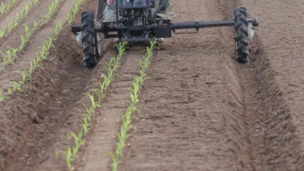 地面に苗を挿入甘いトウモロコシ移植機 温室から農地への甘いトウモロコシの植え付けプロセス — ストック動画