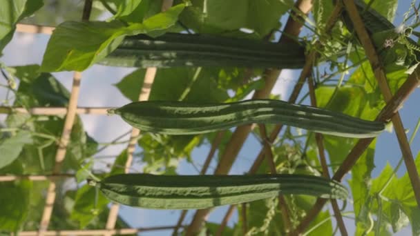 Zucchine Quadrate Biologiche Fresche Spugna Angolata Che Cresce Giardino Video — Video Stock
