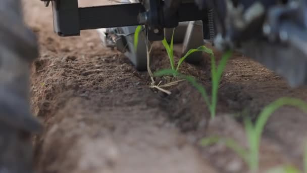 地面に苗を挿入甘いトウモロコシ移植機 温室から農地への甘いトウモロコシの植え付けプロセス — ストック動画
