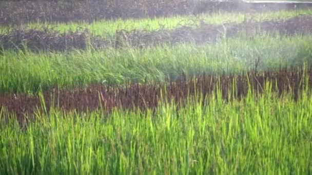 Pirinç Tarlasında Kimyasalları — Stok video