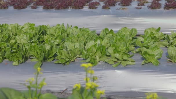 Farmers Use Plastic Films Weed Control Vegetable Garden — Vídeo de stock
